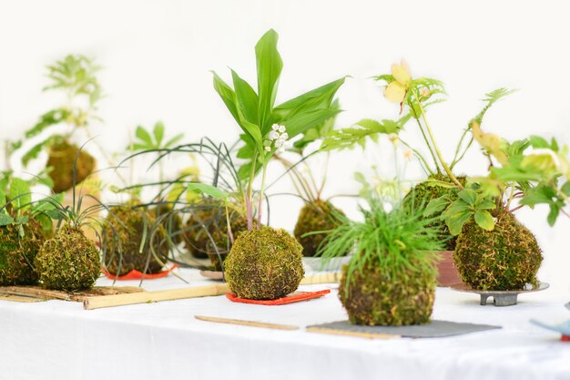 Zdjęcie kulki kokedama z kilkoma roślinami na białym tle