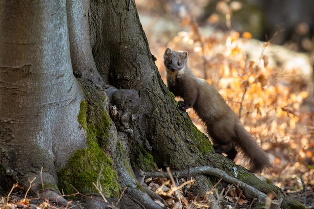 Kuna sosnowa wspinaczka na drzewo w słonecznej jesiennej naturze.