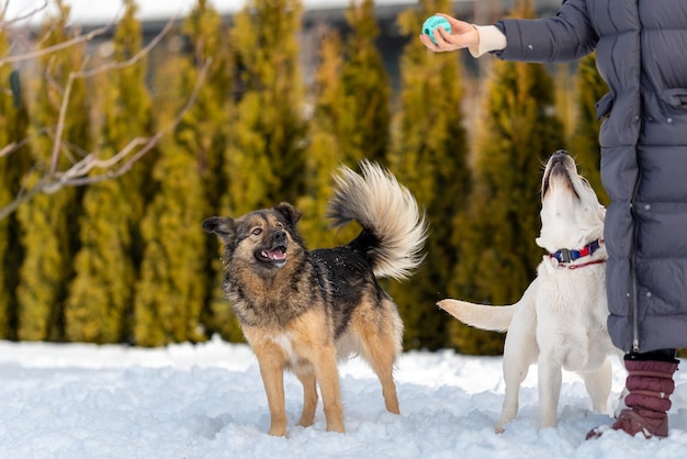 Kundel i młody labrador bawią się piłką razem z kobietą