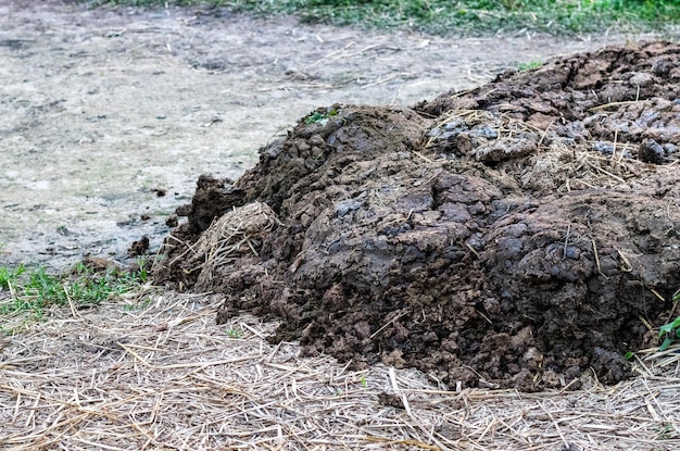 Kupa krowiego łajna przechowywana na lądzie jako nawóz organiczny