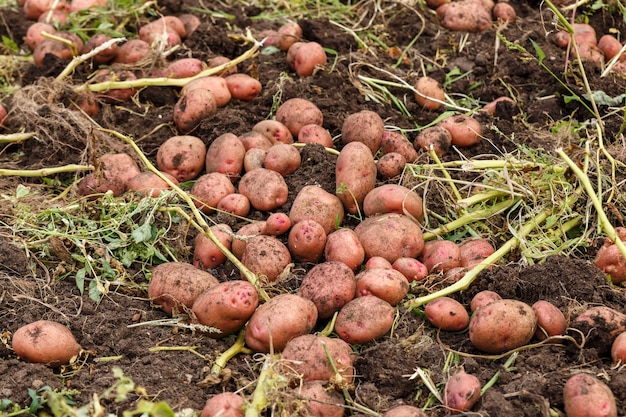 Kupie dojrzałych ziemniaków na ziemi w polu. Zbieranie ziemniaków.