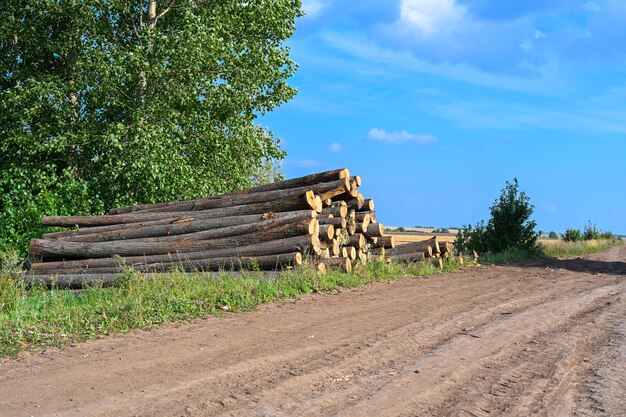 Zdjęcie kupie drewno opałowe. świeżo posiekane kłody sosny ułożone jeden na drugim w stos. zbiór drewna. drewno opałowe to odnawialne źródło energii.