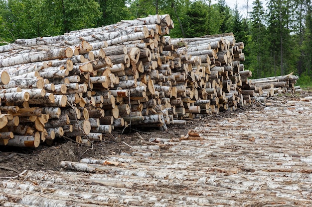 Kupie kłody brzozowe leży przy drodze w wylesieniu lasu