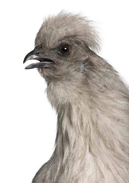 Kura Grey Silkie, Stojąca