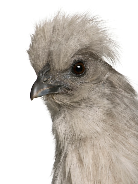 Kura Grey Silkie, Stojąca