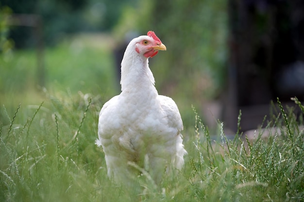 Kura karmiąca na tradycyjnym wiejskim podwórku Kurczak domowy stojący na trawniku podwórzowym z zieloną trawą Koncepcja hodowli drobiu z wolnego wybiegu