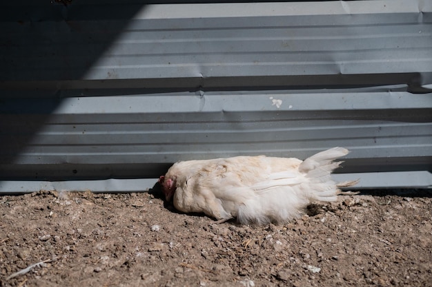 Kurczak jest chory i śpi na podłodze