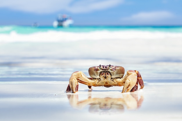 Kurczak Krab na piasku nad brzegiem morza