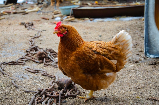 Kurczak lub kura na zielonej łące Selektywna ostrość Kilka nieostrych kurczaków w tle