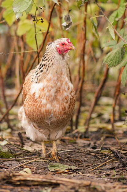 Kurczak w bio gospodarstwie. Kurczak na wolnym wybiegu na podwórzu gospodarstwa. Kurczak w naturalnym środowisku