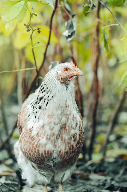 Kurczak w gospodarstwie bio Kura w gospodarstwie Kura na polu swobodnie pasąca się na łące