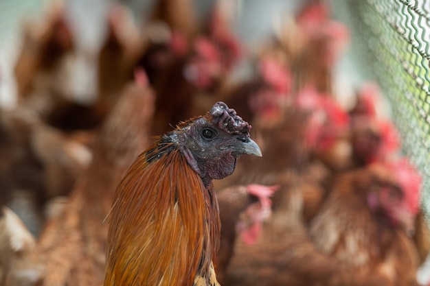 Kurczak w kurniku na farmxA