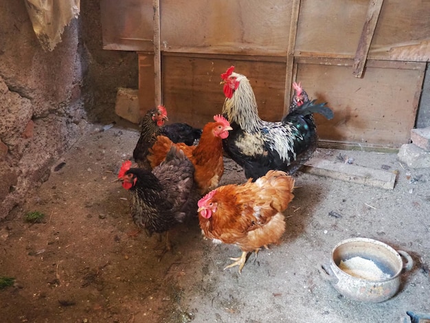 Kurczak w stodole Kurczaki i koguty w rustykalnej atmosferze Ptaki o brązowych barwach z czerwonymi ponurymi głowami Wiejska stodoła