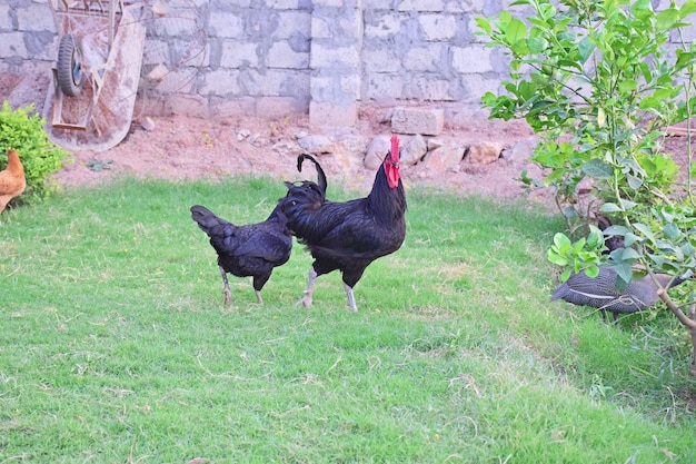 Kurczak w trawnikach