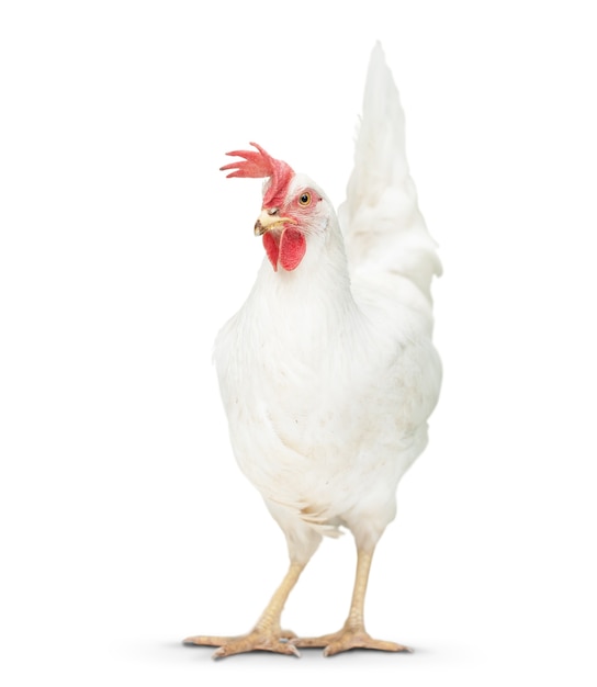 Kurczak wygląda blisko podłogi. na białym tle