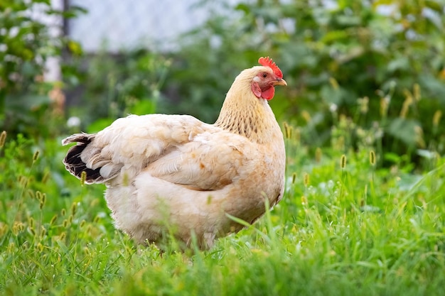 Kurczak z jasnobrązowymi piórami w ogrodzie na farmie Kury hodowlane