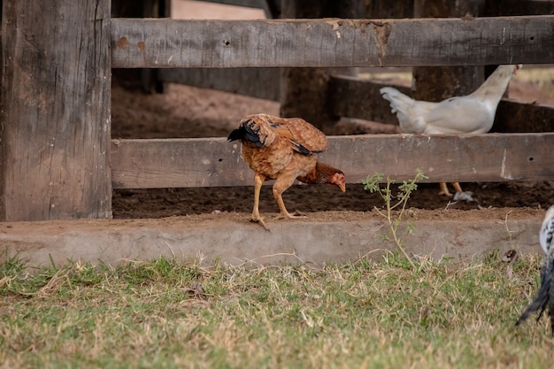 Kurczak z podgatunku Gallus gallus domesticus