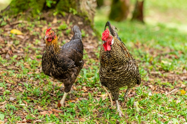 Kurczak Z Wolnego Wybiegu Na Tradycyjnej Fermie Drobiu.