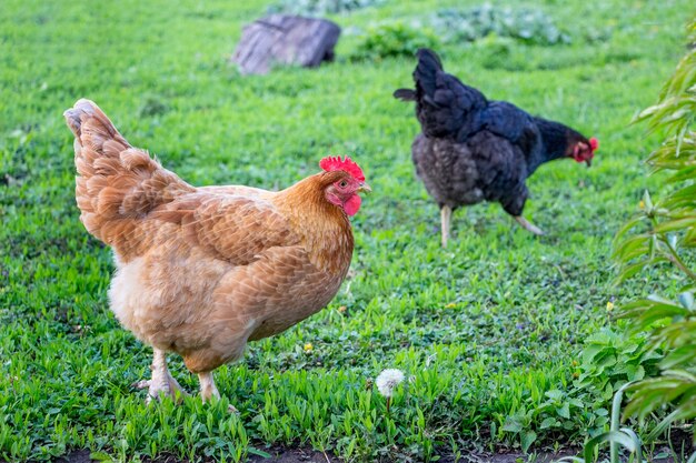 Kurczaki chodzą po trawie w ogrodzie farmy