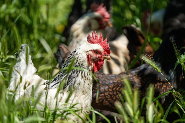 Kurczaki, kury i chook w wiejskim kurniku na farmie i ranczo w Australii