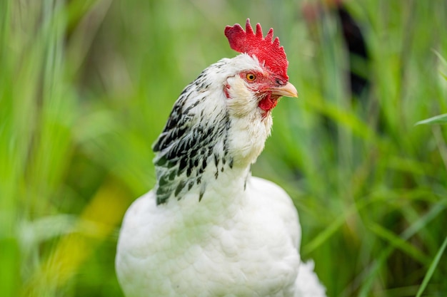 Kurczaki, kury i chook w wiejskim kurniku na farmie i ranczo w Australii