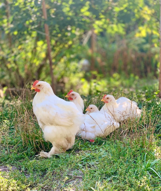 kurczaki na farmie