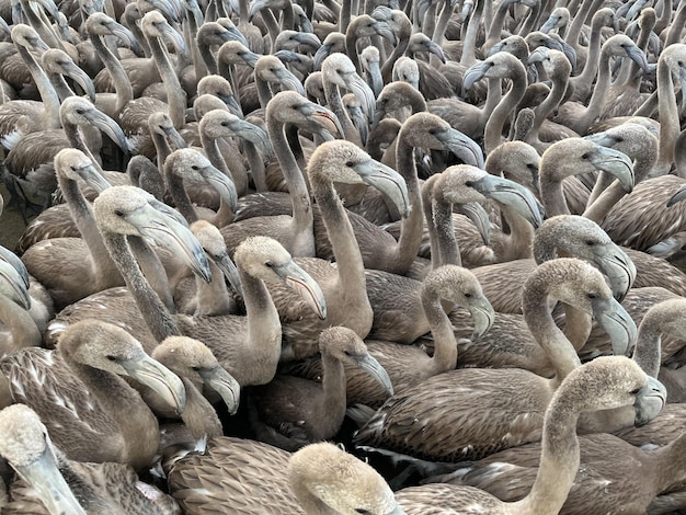 Kurczaki różowe flamingi w dzwoniącej zagrodzie