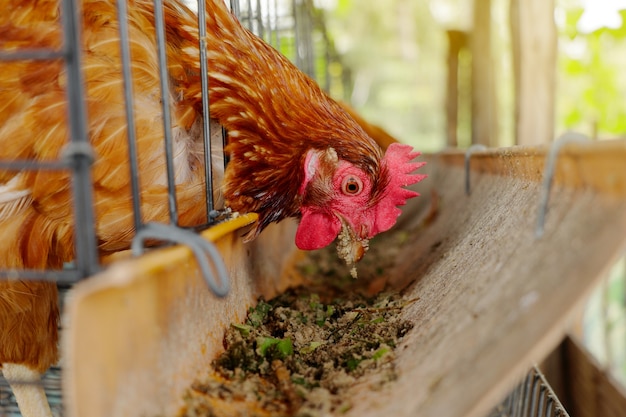 Zdjęcie kurczaki w klatce dziobią jedzenie z koryta
