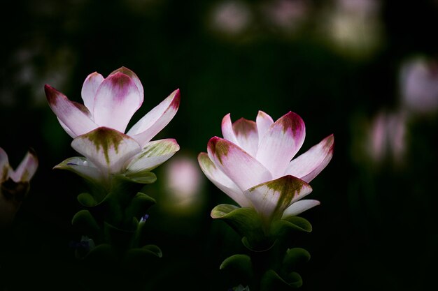 Kurkuma Zanthorrhiza (Siam Tulip Curcuma Alismatifolia) Kwiat w naturze