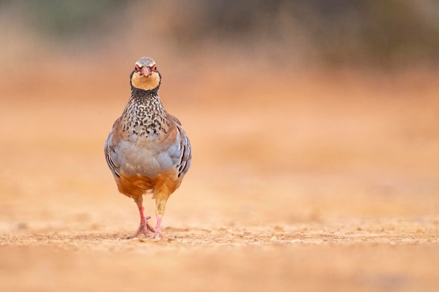 Kuropatwa czerwononoga lub kuropatwa francuska Alectoris rufa Malaga Hiszpania