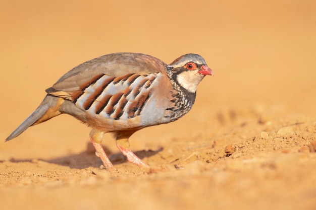 Kuropatwa czerwononoga lub kuropatwa francuska Alectoris rufa Malaga Hiszpania