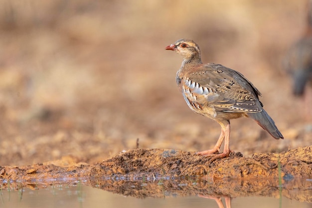 Kuropatwa czerwononoga lub kuropatwa francuska (Alectoris rufa) Malaga, Hiszpania