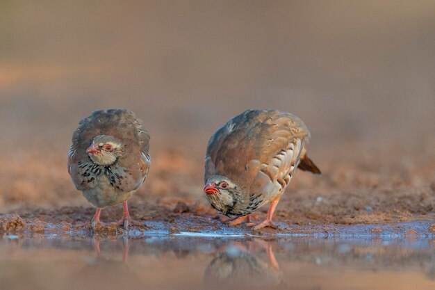 Kuropatwa czerwononoga lub kuropatwa francuska (Alectoris rufa) Malaga, Hiszpania