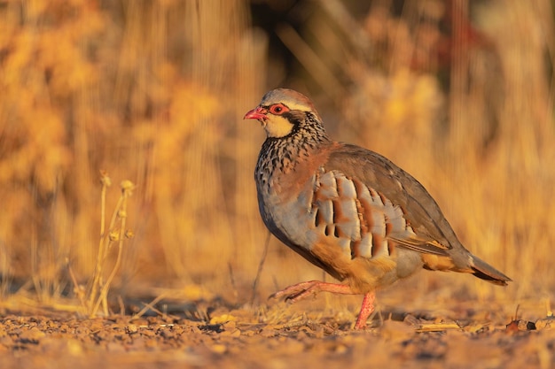 Kuropatwa czerwononoga lub kuropatwa francuska (Alectoris rufa) Malaga, Hiszpania