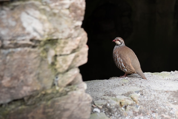 Kuropatwa czerwononoga, ptak łowny z rzędu Galliformes