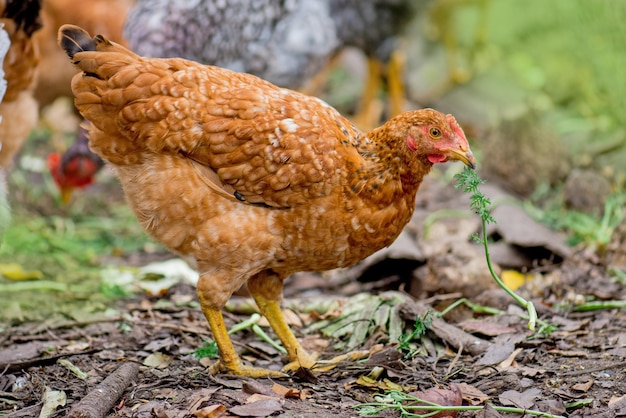 Kury pozujące w świeżej trawie Czas karmienia kurcząt Wolny wybieg brązowe kury w czasie karmienia Rolnictwo i hodowla