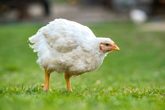 Kury żywią się tradycyjnym wiejskim podwórkiem. Zbliżenie kurczaka stojącego na podwórku stodoły z zieloną trawą. Koncepcja hodowli drobiu na wolnym wybiegu.