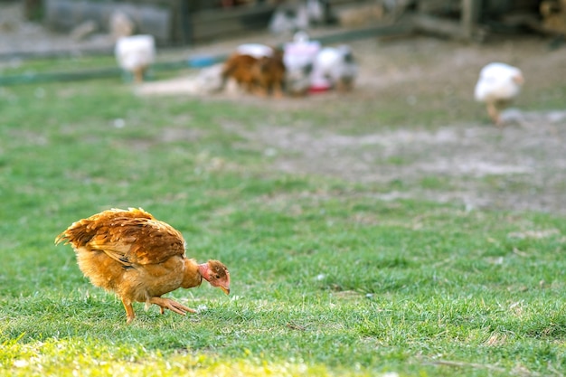 Kury żywią się tradycyjnym wiejskim zagrodem. Zamknij się z kurczaka stojącego na stodole z zieloną trawą. Koncepcja hodowli drobiu na wolnym wybiegu.