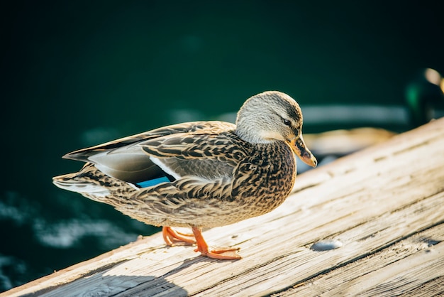 Kwak kaczka zostaje na drewnianym moście Lake Tahoe