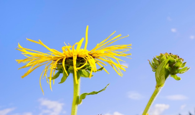 Kwiat Alantu Z Płatkami Tańczącymi Na Wietrze Inula Helenium Compositaceae Asteraceae