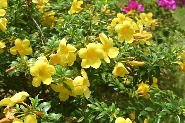 Kwiat Allamandy rosnący w Wietnamie z bliska