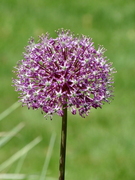 Zdjęcie kwiat allium