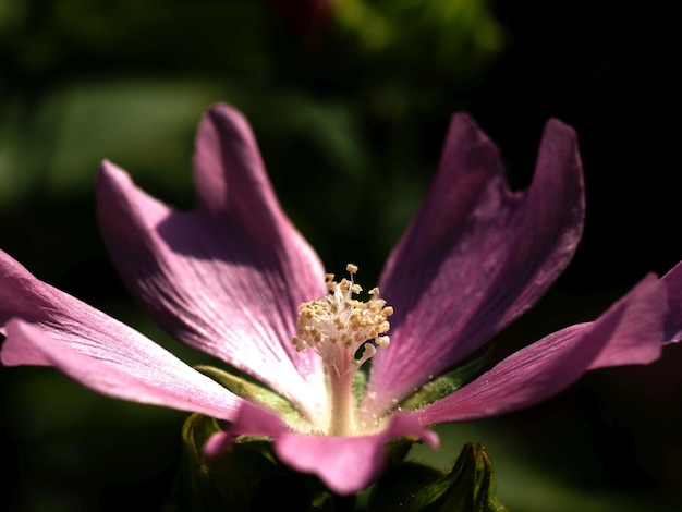 Kwiat Althaea w promieniach porannego letniego słońca