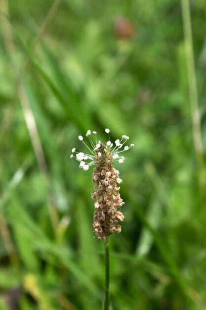 Kwiat Babki Lancetowatej Na Zielonym Naturalnym Tle