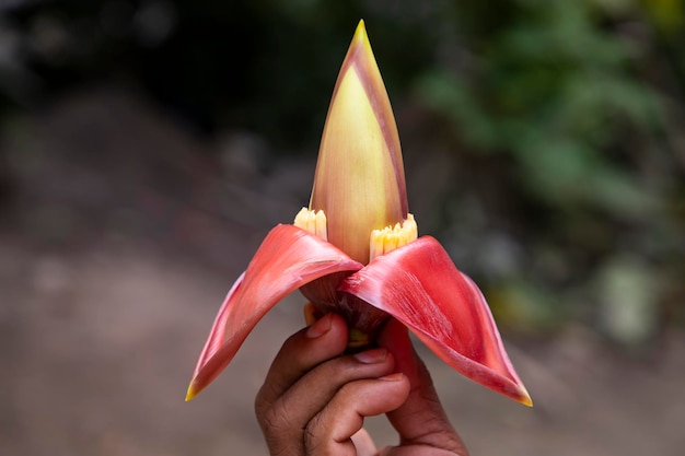 Kwiat banana w ręku Bangladesz Nazwa naukowa Musa acuta