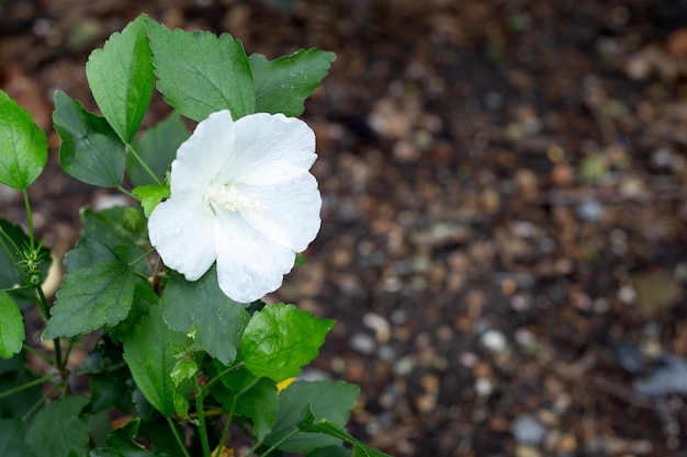 Kwiat białego hibiskusa na drzewie