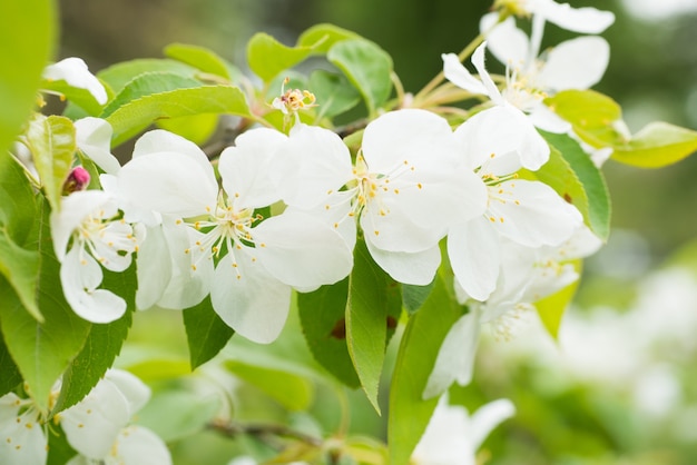 Kwiat białych kwiatów sakura na gałęzi drzewa wiśni wiosną. Makro z bliska strzał