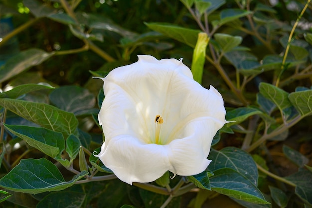 Kwiat bielunia inoxia