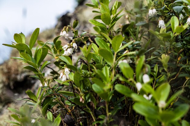 Kwiat borówki Vaccinium myrtillus na wzgórzu