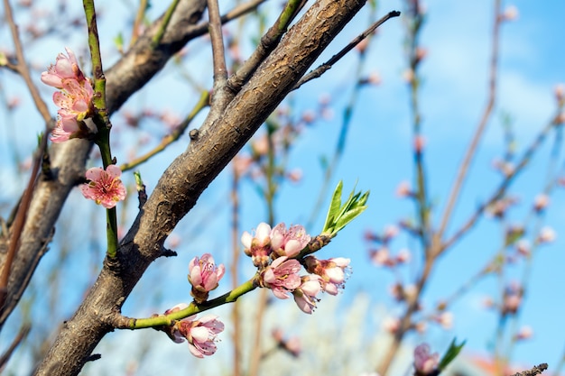 Kwiat brzoskwini background.Peach kwiaty w ogrodzie